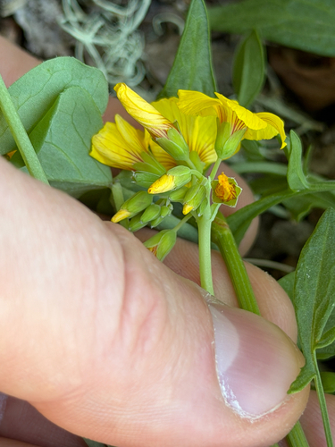 Oxalis valdiviensis, photograph 6