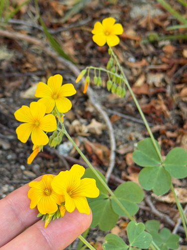 Oxalis valdiviensis, photograph 3