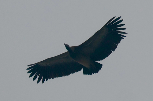 Indian Vulture