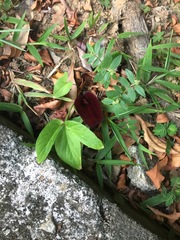 Typhonium roxburghii