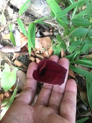 Typhonium roxburghii