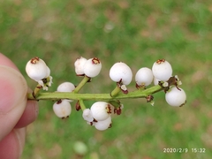 Syzygium antisepticum