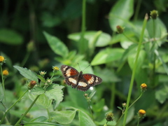 Junonia sophia