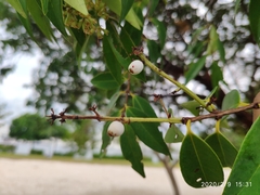 Syzygium antisepticum