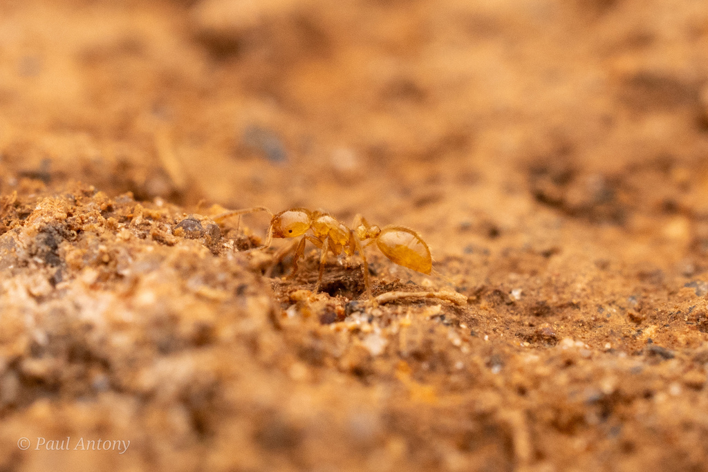 Syllophopsis peetersi
