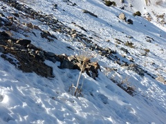 Archangelica brevicaulis