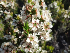 Leptospermum nitidum