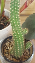 Lobivia silvestrii