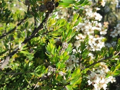 Leptospermum nitidum