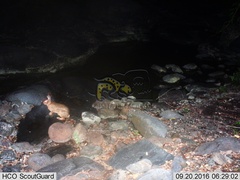 Sylvilagus cunicularius insolitus