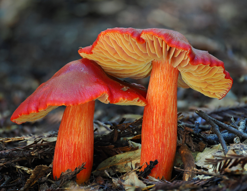 Hygrocybe punicea · January 2026 · photo: © alan_rockefeller (iNaturalist, cc-by-sa)