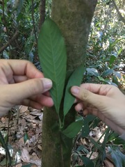 Tetracera