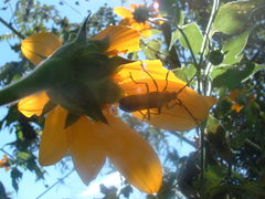 Parevander xanthomelas