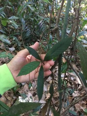 Tetracera