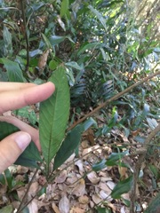 Tetracera