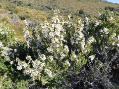 Leptospermum nitidum