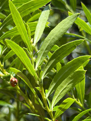 Gaultheria tenuifolia, photograph Cody Hinchliff, CC BY, iNaturalist via GBIF
