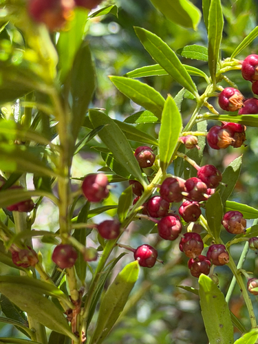 Gaultheria tenuifolia, photograph 5
