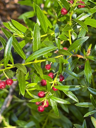 Gaultheria tenuifolia, photograph 4