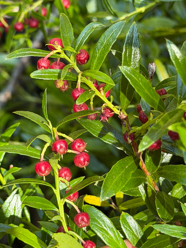 Gaultheria tenuifolia, photograph 3