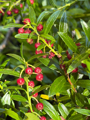 Gaultheria tenuifolia, photograph Cody Hinchliff, CC BY, iNaturalist via GBIF