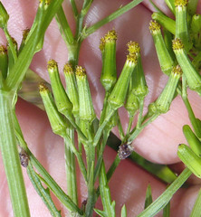 Featherleaf groundsel (Senecio bipinnatisectus)