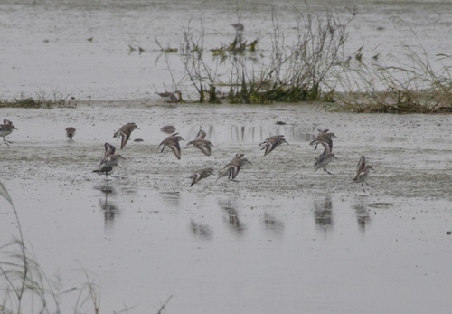 iNaturalist: (c) Hrishu Aravind, some rights reserved (CC BY-NC), uploaded by Hrishu Aravind iNaturalist image