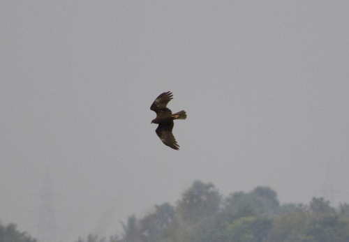 iNaturalist: (c) Hrishu Aravind, some rights reserved (CC BY-NC), uploaded by Hrishu Aravind iNaturalist image