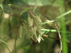 Lasiocampoidea