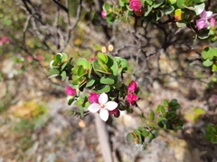Boronia rhomboidea