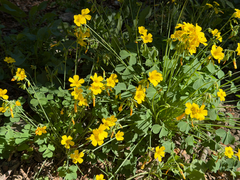 Oxalis valdiviensis, photograph (c) Cody Hinchliff, some rights reserved (CC BY)