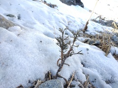 Juniperus pseudosabina