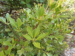 Phyllocladus aspleniifolius