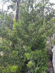 Phyllocladus aspleniifolius