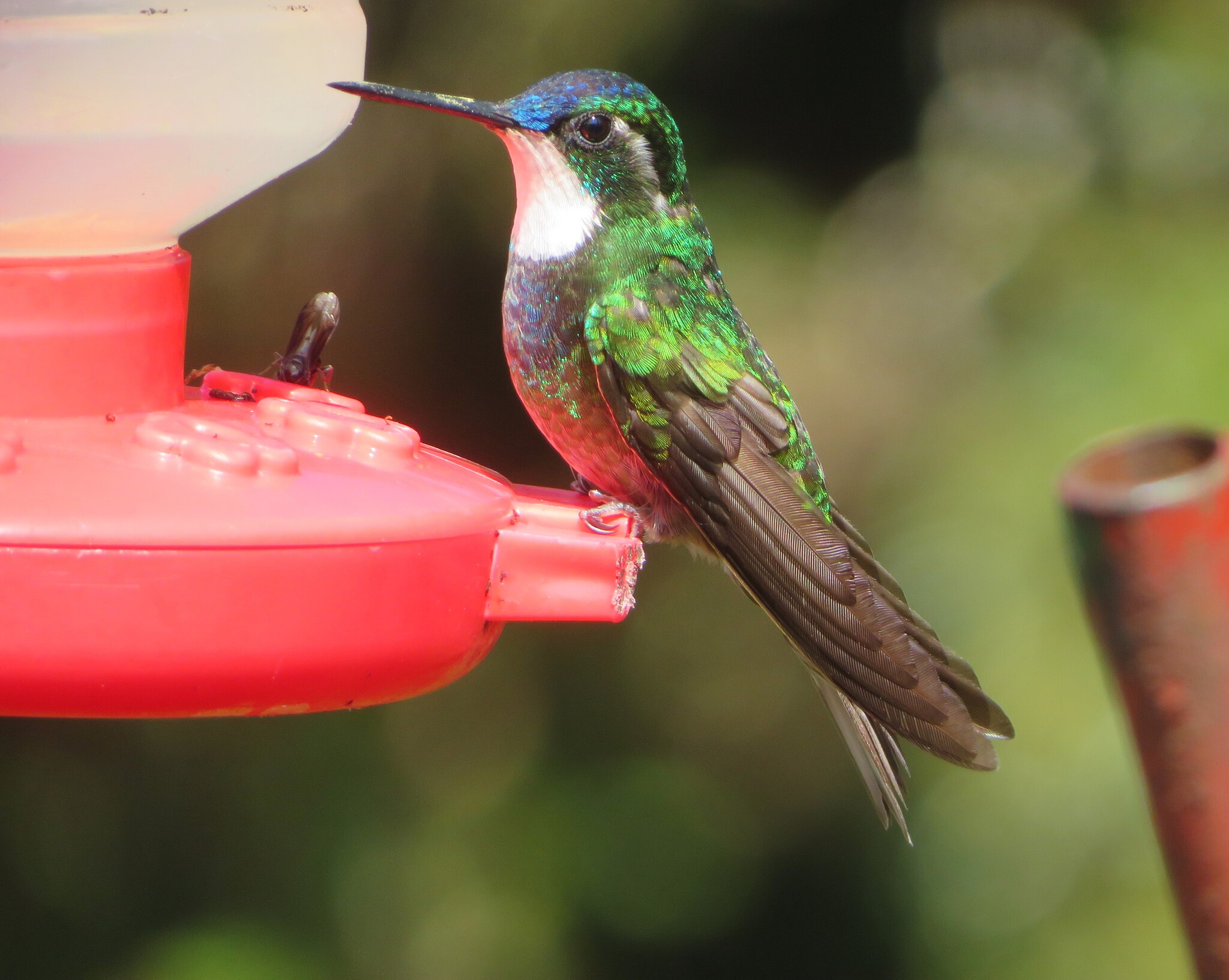White-throated Mountaingem (Lampornis castaneoventris), photo 4