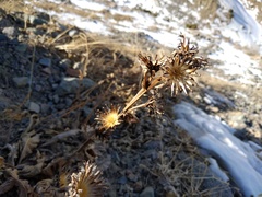 Ligularia narynensis