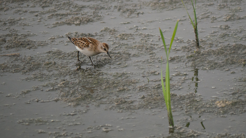 iNaturalist: (c) tatianakirova, some rights reserved (CC BY-NC) iNaturalist image