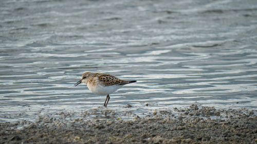 iNaturalist: (c) tatianakirova, some rights reserved (CC BY-NC) iNaturalist image