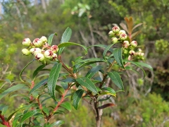 Gaultheria hispida