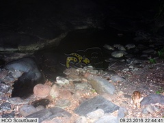 Sylvilagus cunicularius insolitus