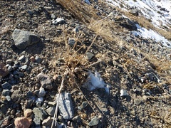 Archangelica brevicaulis