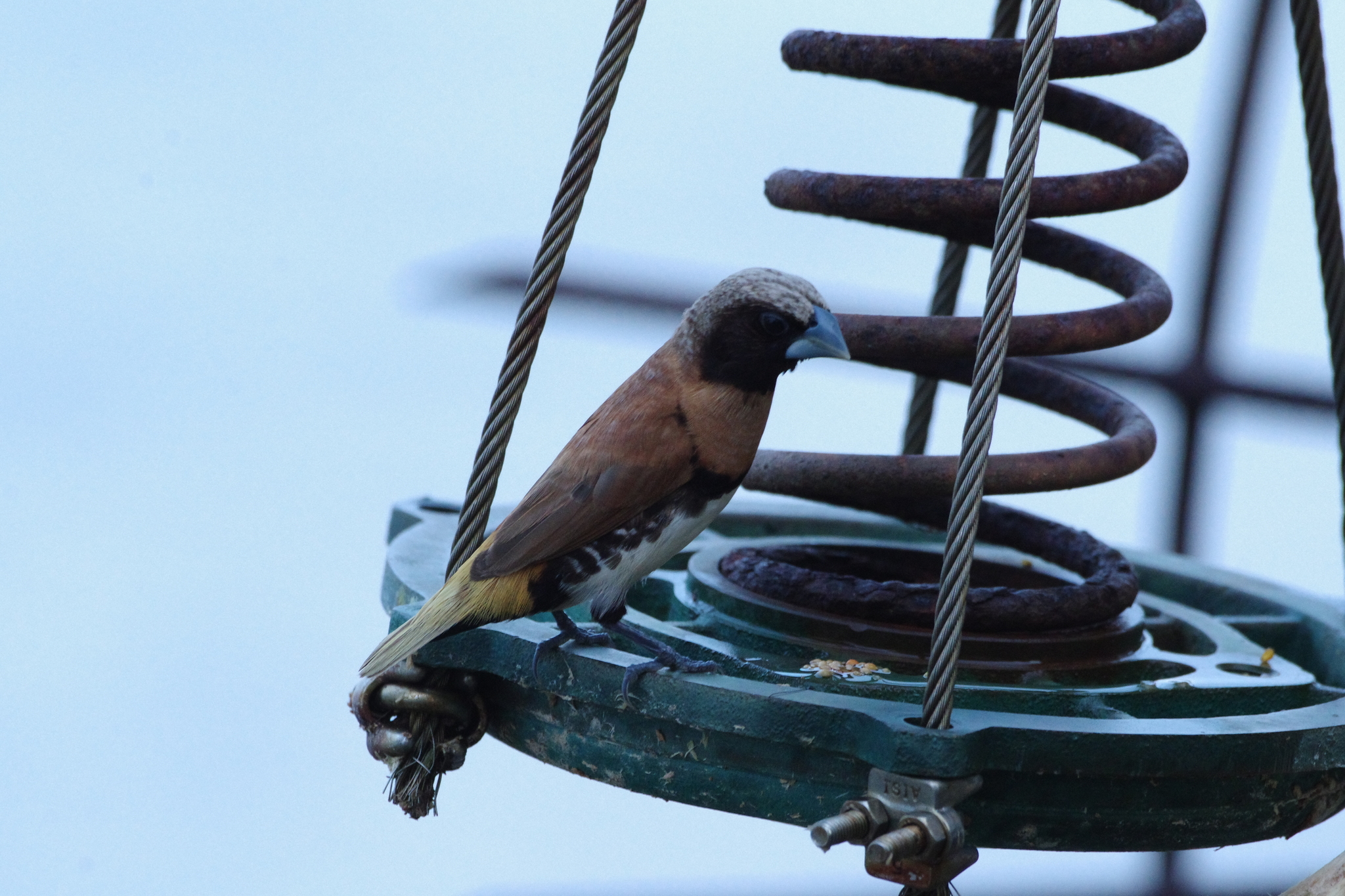 Chestnut-breasted Mannikin (Lonchura castaneothorax), photo 5