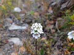 Euphrasia striata