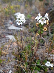Euphrasia striata