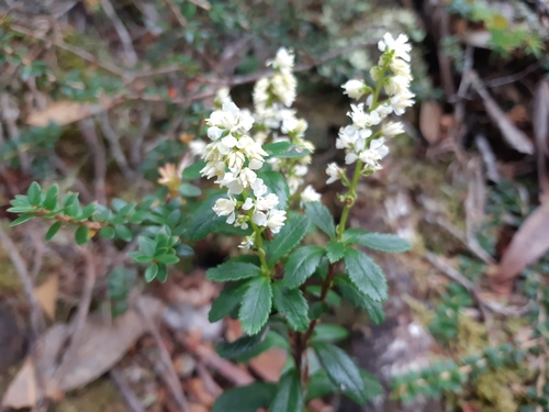 Tetracarpaea tasmanica Hook.fil.