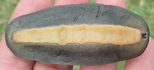 Tropical Leatherleaf Slug