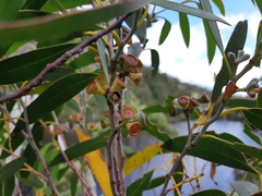 Eucalyptus coccifera