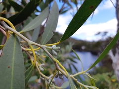 Eucalyptus coccifera