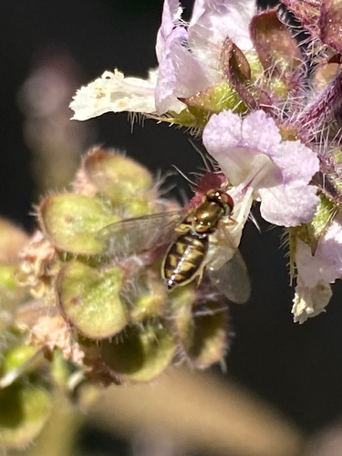 Unknown species found near S Alma School Rd, Chandler, AZ, US