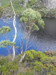 Eucalyptus coccifera